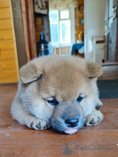 Zdjęcie №1. shiba - na sprzedaż w Rzeka Moskwa | negocjowane | Zapowiedź №155347