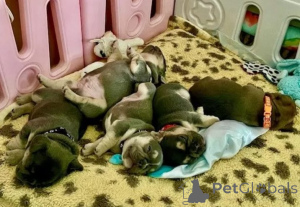 Zdjęcie №3. Bezauberde Französische Bulldoggen-Welpen suchen ihr Zuhause fürs Leben!. Niemcy