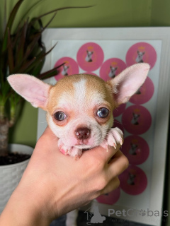 Zdjęcie №1. chihuahua (rasa psów) - na sprzedaż w Helsinki | 2392zł | Zapowiedź №164042