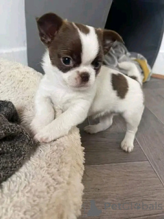 Zdjęcie №2 do zapowiedźy № 165375 na sprzedaż  chihuahua (rasa psów) - wkupić się Niemcy prywatne ogłoszenie, ze schronu