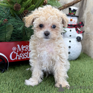 Zdjęcie №1. pudel (zabawka) - na sprzedaż w Glasgow | negocjowane | Zapowiedź №160902