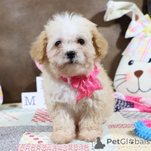 Zdjęcie №1. maltipu - na sprzedaż w Friedberg (Hessen) | 4305zł | Zapowiedź №149576