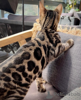 Zdjęcie №1. kot bengalski - na sprzedaż w Helsinki | Bezpłatny | Zapowiedź № 167688