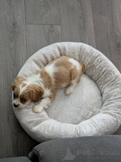 Zdjęcie №1. cavalier king charles spaniel - na sprzedaż w Ylivieska | 2344zł | Zapowiedź №168903