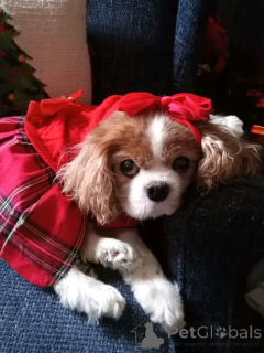 Zdjęcie №2. Produkty dla zwierząt w USA. Price - 2085zł. Zapowiedź № 164769