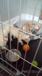 Zdjęcie №1. chihuahua (rasa psów) - na sprzedaż w Krāslava | negocjowane | Zapowiedź №160018