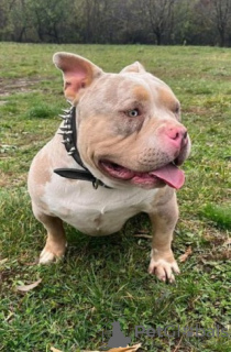 Dodatkowe zdjęcia: Szczenięta American Bully Pocket Tricolor Merle