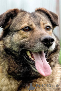 Zdjęcie №1. pies nierasowy - na sprzedaż w Perm | Bezpłatny | Zapowiedź №9037