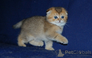 Zdjęcie №3. Kocięta Scottish Fold szukają nowego domu. Niemcy