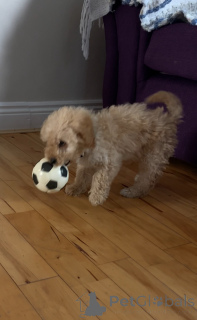 Zdjęcie №2 do zapowiedźy № 137021 na sprzedaż  kawapu - wkupić się Irlandia prywatne ogłoszenie