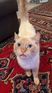 Zdjęcie №3. Piękny Flame Point Krótki hair dla dobrego domu. Luksemburg