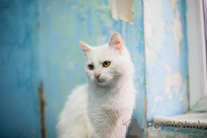 Zdjęcie №4. Sprzedam  w Chimki. prywatne ogłoszenie - cena - Bezpłatny