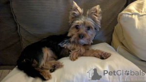 Zdjęcie №1. yorkshire terrier - na sprzedaż w Antwerpia | negocjowane | Zapowiedź №163734