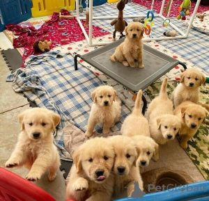 Zdjęcie №3. Gesunde, Reinrassige Golden Retriever Welpen Zu Verkaufen. Niemcy