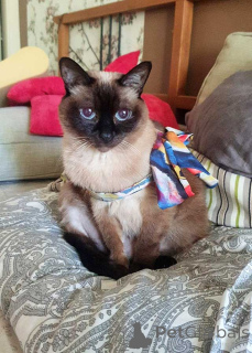 Zdjęcie №3. Starsza, bardzo delikatna kotka tajska o imieniu Syusya szuka domu.. Federacja Rosyjska