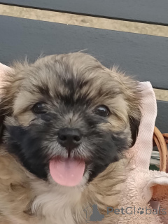 Zdjęcie №3. Uroczy Maltańczyk/Shih Tzu - Talgai. USA