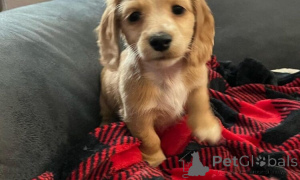 Zdjęcie №2 do zapowiedźy № 160039 na sprzedaż  jamnik - wkupić się Rumunia prywatne ogłoszenie