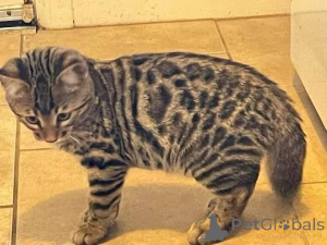 Zdjęcie №2 do zapowiedźy № 164927 na sprzedaż  kot bengalski - wkupić się Finlandia prywatne ogłoszenie, hodowca