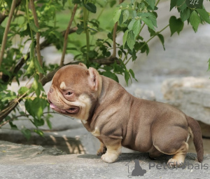 Zdjęcie №3. Nano Bullies na sprzedaż. Niemcy