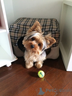 Zdjęcie №3. Szczeniak Yorkshire dla dobrej mamy. Finlandia