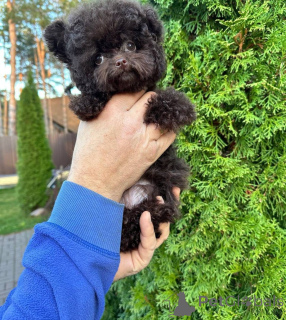 Zdjęcie №3. Dean Janet Kay Puppies House. USA