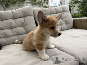 Zdjęcie №1. welsh corgi - na sprzedaż w Warszawa | 9567zł | Zapowiedź №168788