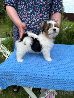 Zdjęcie №3. Niemowlęta Biveveta. Białoruś