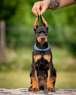 Zdjęcie №4. Sprzedam doberman w Belgrad. hodowca - cena - negocjowane