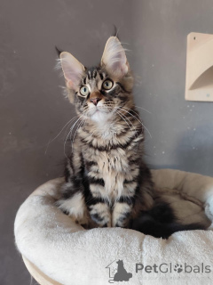 Zdjęcie №3. Gatitos azules en venta. Hiszpania