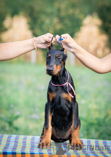 Dodatkowe zdjęcia: Sprzedam szczenięta dobermana