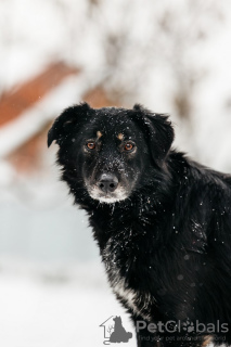 Zdjęcie №2 do zapowiedźy № 23652 na sprzedaż  pies nierasowy - wkupić się Federacja Rosyjska prywatne ogłoszenie