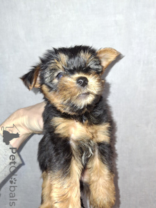 Zdjęcie №1. yorkshire terrier biewer, yorkshire terrier - na sprzedaż w Ryga | 3109zł | Zapowiedź №161886