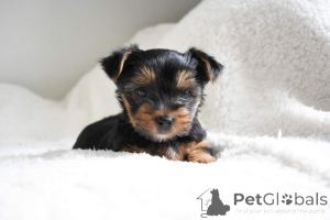 Zdjęcie №4. Sprzedam yorkshire terrier w Малага. prywatne ogłoszenie - cena - 2153zł