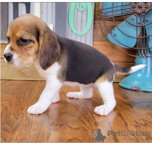 Zdjęcie №1. beagle (rasa psa) - na sprzedaż w Москва | Bezpłatny | Zapowiedź №34506