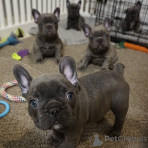 Zdjęcie №3. Sprzedam zdrowe szczenięta buldoga francuskiego rasy Blue Blue.. Niemcy