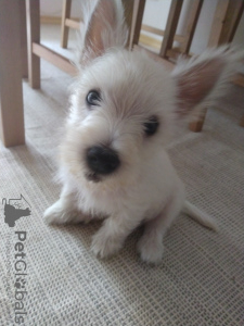 Zdjęcie №2 do zapowiedźy № 67944 na sprzedaż  west highland white terrier - wkupić się Bułgaria 