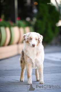 Zdjęcie №4. Sprzedam owczarek australijski w Kraków. od żłobka - cena - 7534zł