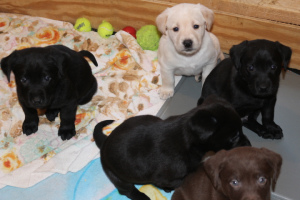 Dodatkowe zdjęcia: Labrador labradory biszkoptowe, czarne, czekoladodwe szczeniaki