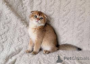 Zdjęcie №1. scottish fold - na sprzedaż w Bruksela | 2392zł | Zapowiedź № 166613