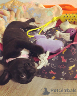 Zdjęcie №3. щенки французского бульдога. Niemcy