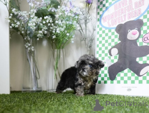 Zdjęcie №3. Dean Janet Kay Puppies House. USA