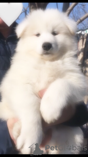 Zdjęcie №3. Szczenięta samoyeda. Mołdawia