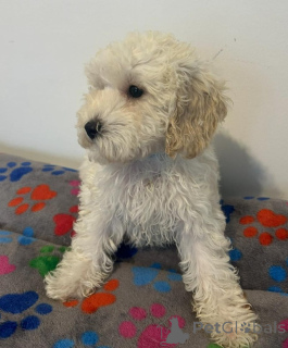 Zdjęcie №1. cavalier king charles spaniel - na sprzedaż w Arnsberg | 1913zł | Zapowiedź №157686