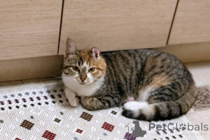 Zdjęcie №1.  - na sprzedaż w Mińsk | Bezpłatny | Zapowiedź № 166532