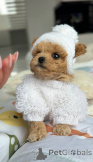 Zdjęcie №4. Sprzedam maltańczyk w Berlin. hodowca - cena - negocjowane