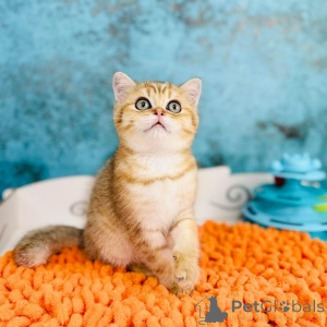 Zdjęcie №4. Sprzedam scottish straight w Kijów. hodowca - cena - 2541zł