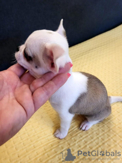 Dodatkowe zdjęcia: Mini Chihuahua