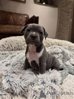 Zdjęcie №2 do zapowiedźy № 153305 na sprzedaż  staffordshire bull terrier - wkupić się Niemcy hodowca