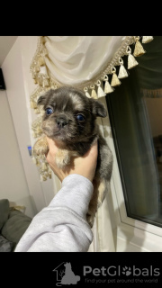 Zdjęcie №4. Sprzedam buldog francuski w Leipzig. prywatne ogłoszenie - cena - 5083zł