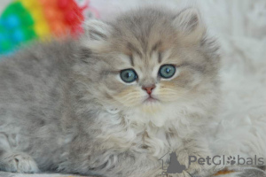 Zdjęcie №2 do zapowiedźy № 51380 na sprzedaż  kot brytyjski długowłosy - wkupić się Ukraina od żłobka